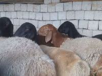 Qoʻchqor, Blackheaded Persian sheep — 4-rasm
