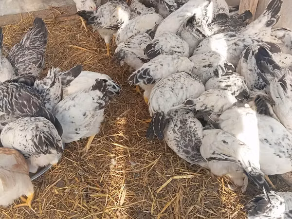 Chickens