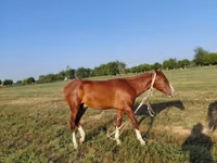 Caballo, Akhal-Teke — foto 6