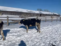 Sigir, Russian Black pied cattle — 1-rasm