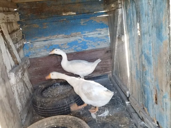 Geese — Ozarbayjon