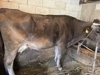 ძროხა, Swiss cattle — ფოტო 2