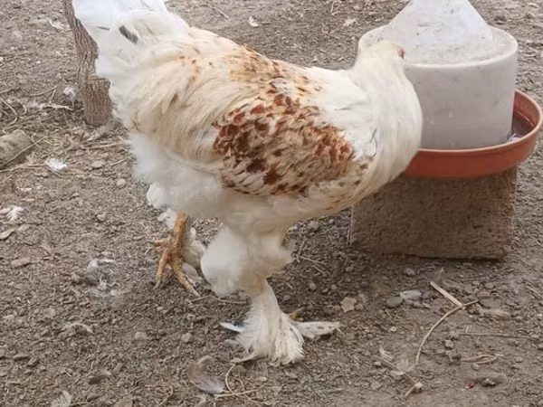 Brahma