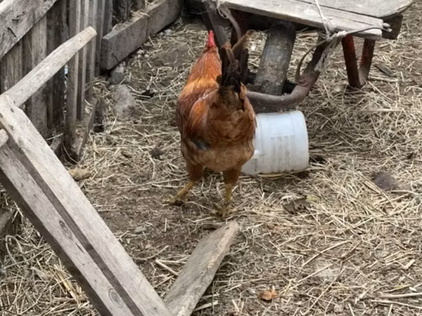 Chickens