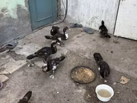Ducks — Foto 3