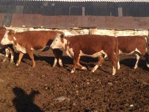 Vache, Swiss cattle