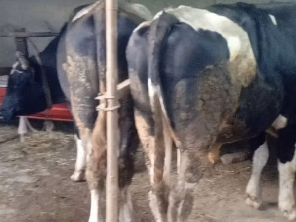 İribuynuzlu mal-qara (partiya, cinsi göstərilməyib), Russian Black pied cattle