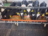 Býk, Russian Black pied cattle — foto 2
