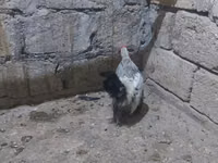 Yapon Bantam — foto 6