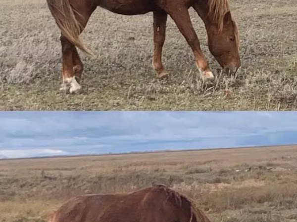 Kůň, Kazakh horse