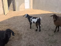Ziege, Alpine goat — Foto 1