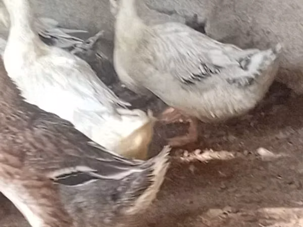 Ducks — Ermenistan