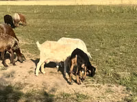 Cabra, Nubian Goat — foto 7