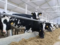 காளை, Russian Black pied cattle — புகைப்படம் 1