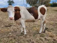 Vache, Montbéliarde — photo 5