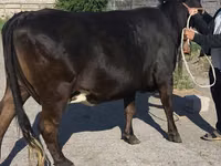 Vaca, Raça Holstein — foto 5
