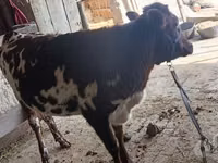 母牛, Cattle — 照片 2