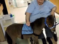 Cavalo, Miniature horse — foto 4
