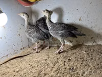 Guinea fowl — foto 1