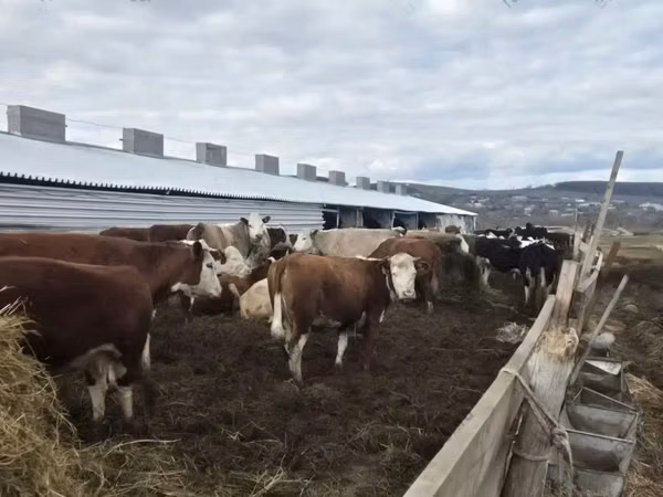 Vache, Vache kazakhe à tête blanche