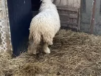 Owca, Owce — zdjęcie 1