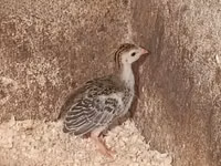 Guinea fowl — zdjęcie 2