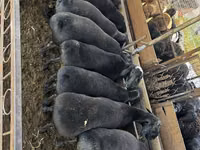 Moutons (lot, sexe non indiqué), Moutons — photo 3