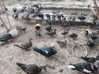 Ducks — Foto 4