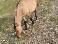 Kobyła, Azerbaijan horse — zdjęcie 4