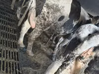 பசு, Russian Black pied cattle — புகைப்படம் 5