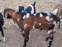 თხა, Nubian Goat — ფოტო 1