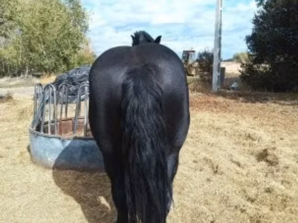 雄馬, 馬