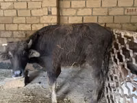 公牛, Cattle — 照片 2