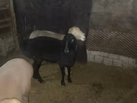 Oveja, Arashan sheep — foto 1