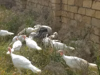Turkeys — zdjęcie 1