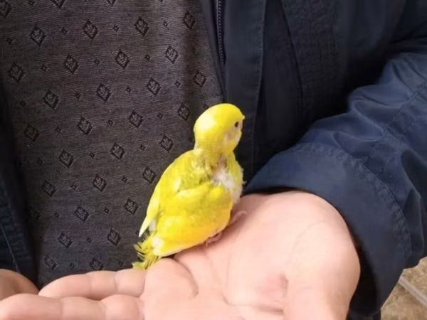 Balalae mehebbet qusu 20 azn en gözel rengler watsapla yiğin
