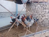 Chickens — 1-сурет