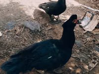 Ducks — zdjęcie 6