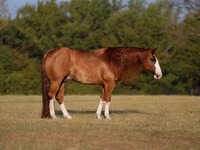 Aygır, Quarter Horse — foto 1