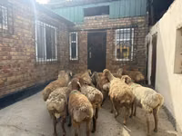 Baran, Rhon sheep — zdjęcie 4