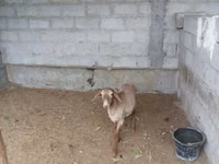 Kozy (partia, płeć nieokreślona), Kozy — zdjęcie 1