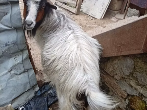 თხა, თხები