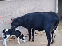 பசு, Russian Black pied cattle — புகைப்படம் 2