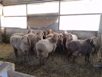 Owce (partia, płeć nieokreślona), Owce — zdjęcie 1