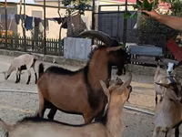 Ziegenbock, Alpine goat — Foto 3