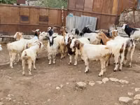 Chèvre, Damask goat — photo 2