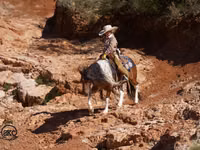 Айғыр, Pinto horses — 2-сурет