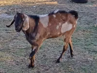 თხა, Nubian Goat — ფოტო 2