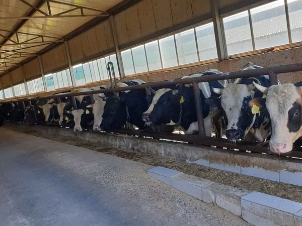 雄牛, Russian Black pied cattle