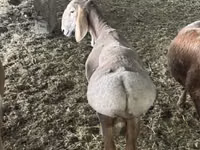 公羊, Sheep — 照片 4